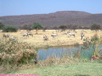 oryxes at waterhole