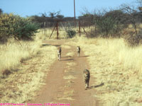 cheetahs on the road