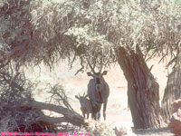 oryx cow and calf