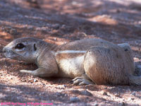 ground squirrel