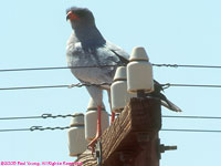 dark chanting goshawk on power pole