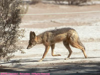 black-backed jackal