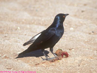 pale-winged starling