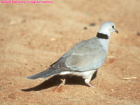 ring-necked dove