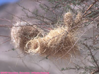 weaver nest