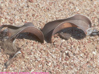 young welwitschia plant