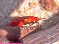 insect on welwitschia plant