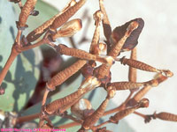 female welwitschia