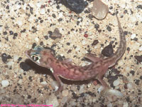 Palmato gecko