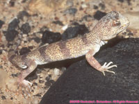 Carp's barking gecko