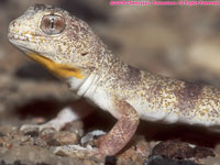 Carp's barking gecko