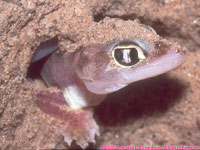 Palmato gecko