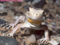 Carp's barking gecko