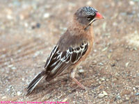 scaly-feathered finch