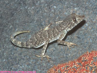 common Namib day gecko