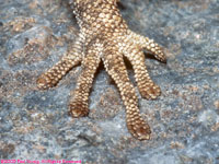 common Namib day gecko