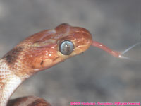 common tiger snake