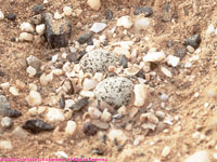 plover eggs