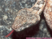 western keeled snake