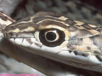 Namib sand snake