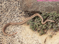 western keeled snake