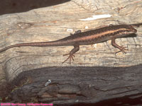 Kalahari tree skink