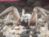 white lady spider