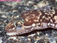 thick-toed gecko