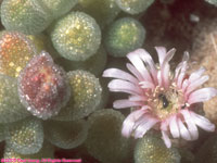 fenestraria