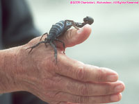 black scorpion