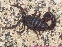 black scorpion