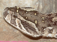 puff adder