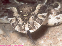 puff adder