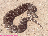 puff adder