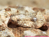 horned adder