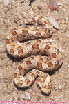 horned adder