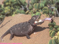 Namaqua chameleon catching a toktokkie beetle