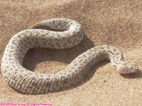 sidewinder