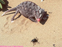 Namaqua chameleon chasing a beetle