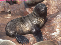 fur seal pup