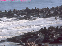 fur seal colony