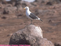 kelp gull