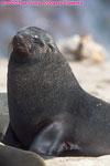 Cape fur seal