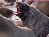 Cape fur seals