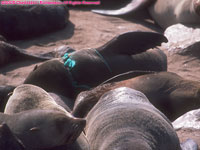 Cape fur seal with fishing net