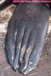 fur seal claws