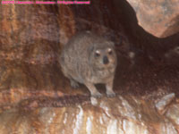 rock hyrax