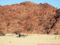 donkey cart in sand river