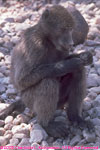 chacma baboon