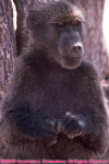 chacma baboon